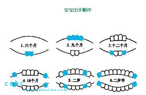 兒童牙齒髮育及換牙期注意事項